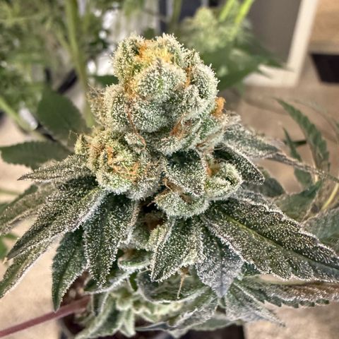 Sugar Babies Lit Farms #1 growlog timeline photo