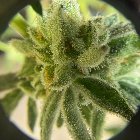 Sugar Babies Lit Farms #1 growlog timeline photo