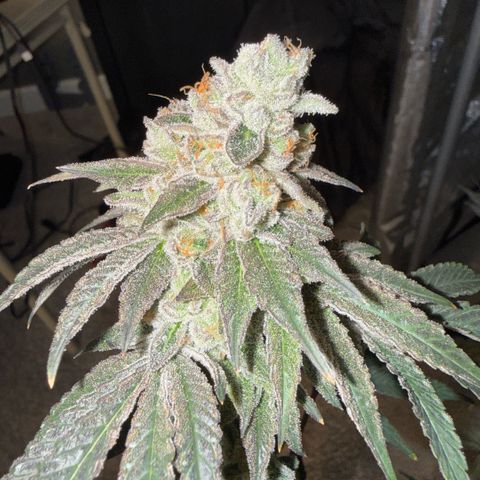 Sugar Babies Lit Farms #1 growlog timeline photo