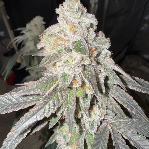 Sugar Babies Lit Farms #1 growlog timeline photo
