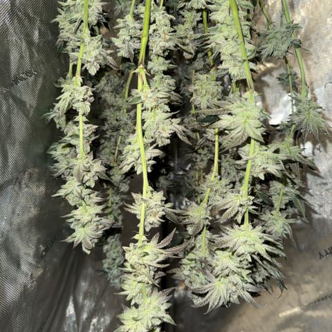 Sugar Babies Lit Farms #1 growlog timeline photo