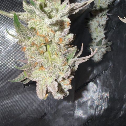 Sugar Babies Lit Farms #1 growlog timeline photo