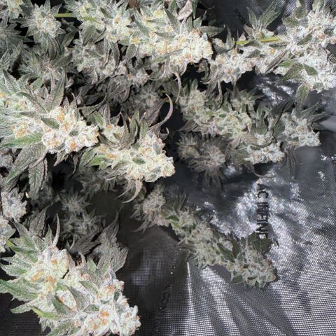 Sugar Babies Lit Farms #1 growlog timeline photo