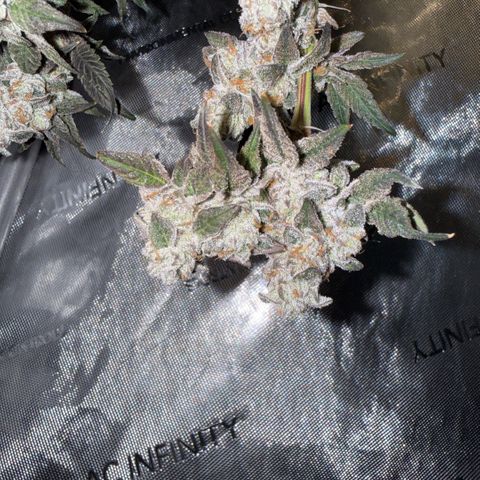 Sugar Babies Lit Farms #1 growlog timeline photo
