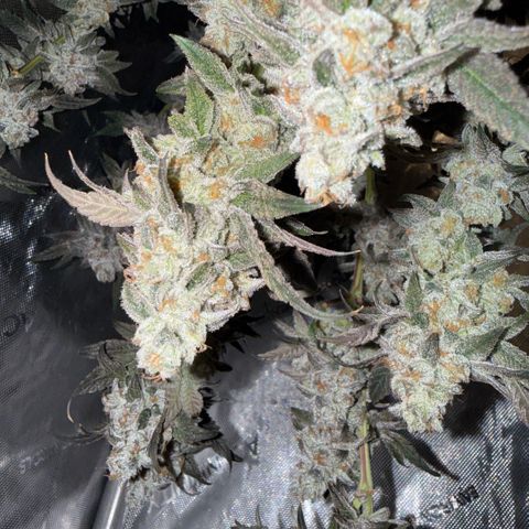 Sugar Babies Lit Farms #1 growlog timeline photo