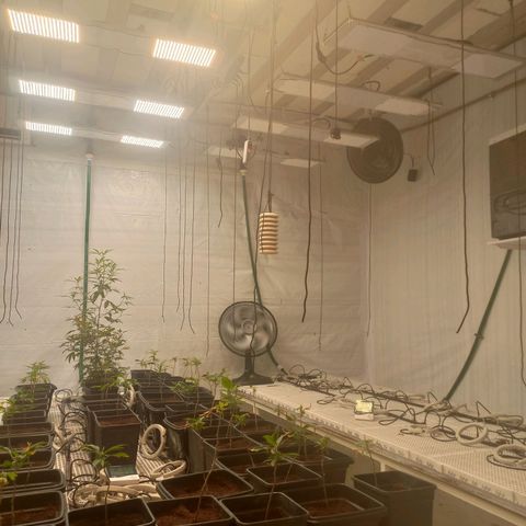 MOBY DICK / CACHALOTE/ GORILLA O.G / XX growlog timeline photo