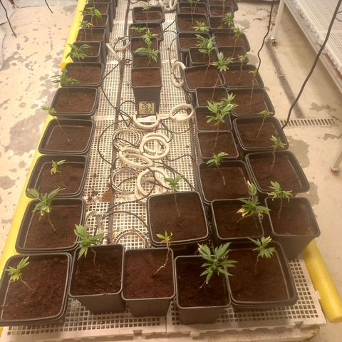 MOBY DICK / CACHALOTE/ GORILLA O.G / XX growlog timeline photo