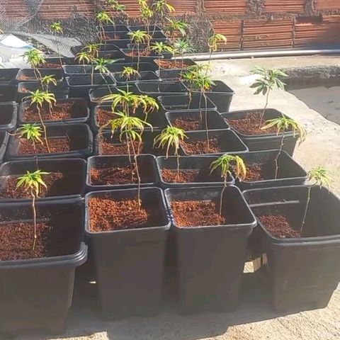 MOBY DICK / CACHALOTE/ GORILLA O.G / XX growlog timeline photo