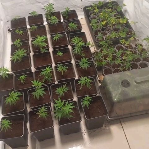 MOBY DICK / CACHALOTE/ GORILLA O.G / XX growlog timeline photo