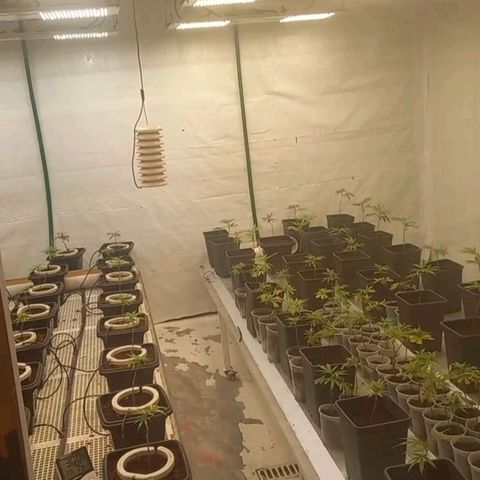 MOBY DICK / CACHALOTE/ GORILLA O.G / XX growlog timeline photo