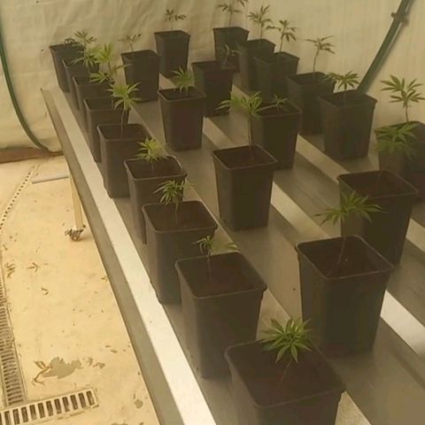 MOBY DICK / CACHALOTE/ GORILLA O.G / XX growlog timeline photo