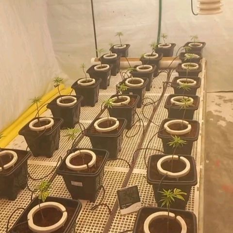 MOBY DICK / CACHALOTE/ GORILLA O.G / XX growlog timeline photo