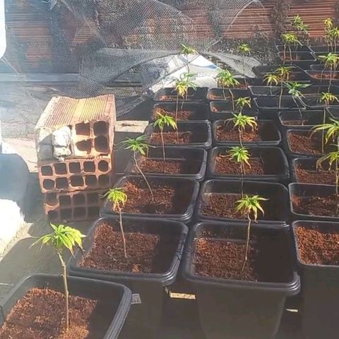MOBY DICK / CACHALOTE/ GORILLA O.G / XX growlog timeline photo