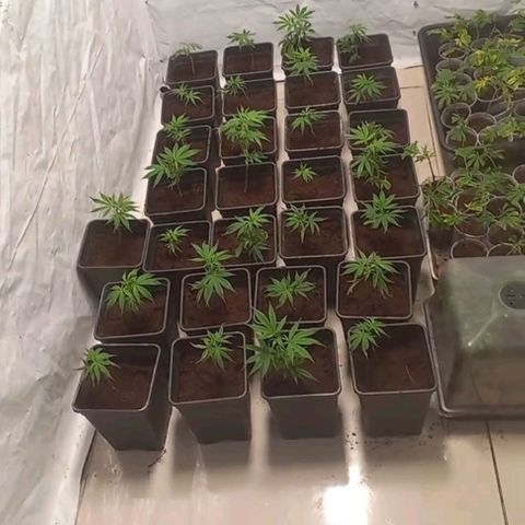 MOBY DICK / CACHALOTE/ GORILLA O.G / XX growlog timeline photo