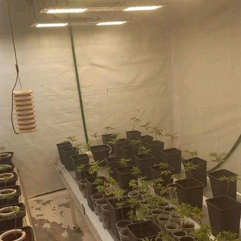 MOBY DICK / CACHALOTE/ GORILLA O.G / XX growlog timeline photo