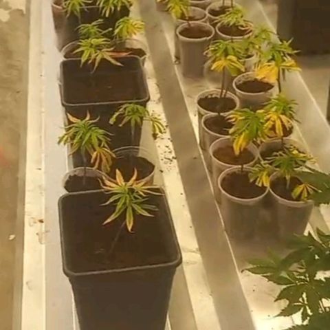 MOBY DICK / CACHALOTE/ GORILLA O.G / XX growlog photo: Resultado do excesso do calor