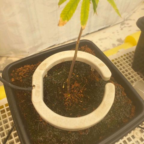 MOBY DICK / CACHALOTE/ GORILLA O.G / XX growlog timeline photo