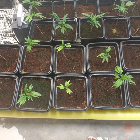 MOBY DICK / CACHALOTE/ GORILLA O.G / XX growlog timeline photo