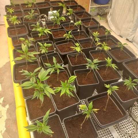MOBY DICK / CACHALOTE/ GORILLA O.G / XX growlog timeline photo