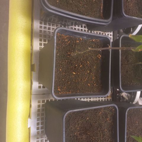 MOBY DICK / CACHALOTE/ GORILLA O.G / XX growlog timeline photo
