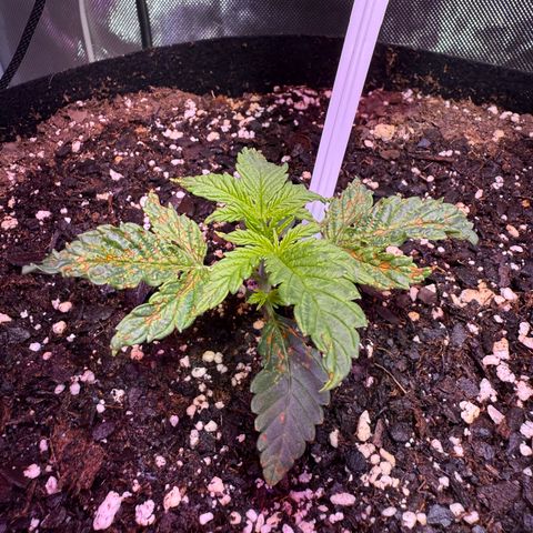 Brenda growlog timeline photo