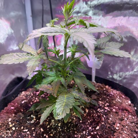 Brenda growlog timeline photo
