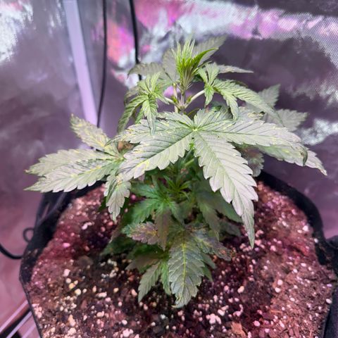 Brenda growlog timeline photo