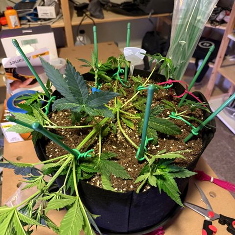 Brenda growlog timeline photo