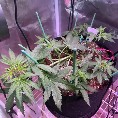 Brenda growlog timeline photo