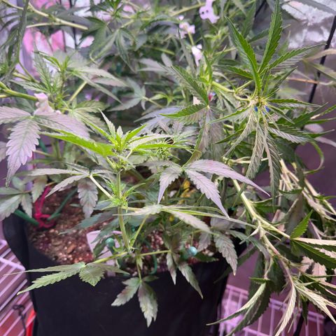 Brenda growlog timeline photo