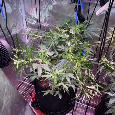 Brenda growlog timeline photo