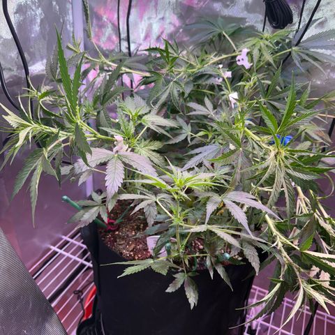 Brenda growlog timeline photo