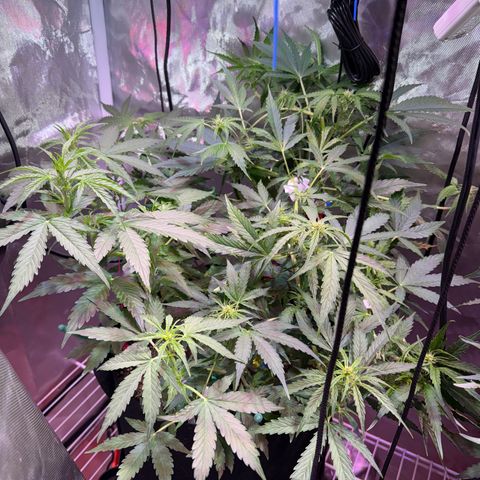 Brenda growlog timeline photo