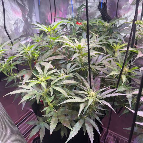 Brenda growlog timeline photo