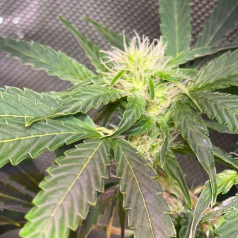 Brenda growlog timeline photo