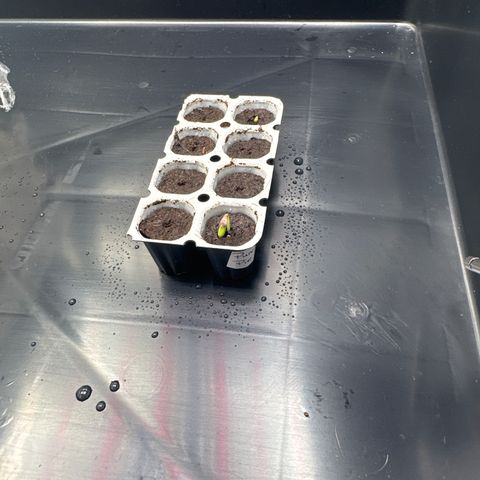 Punch Pie RQS growlog timeline photo