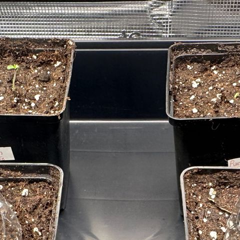 Punch Pie RQS growlog timeline photo