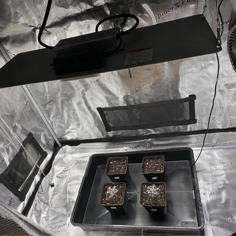 Punch Pie RQS growlog photo: Temp.: 25*
RL: 50% 
18/6 Lichtstunden
45cm hoch aufgehangen 
Lüfter läuft 24/7 auf Stufe 2

