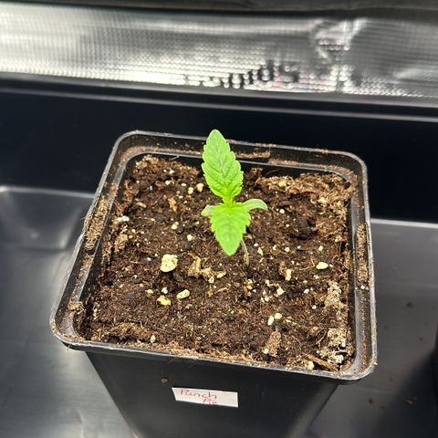 Punch Pie RQS growlog timeline photo