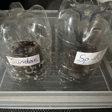 Sundae Driver growlog timeline photo