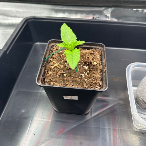 Punch Pie RQS growlog timeline photo