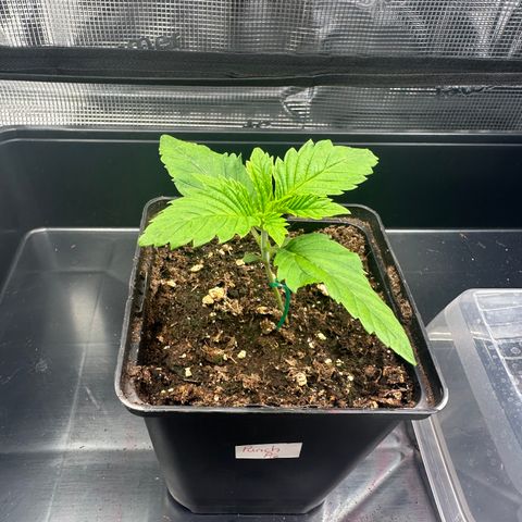Punch Pie RQS growlog timeline photo
