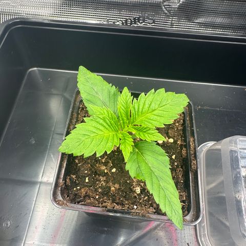 Punch Pie RQS growlog timeline photo