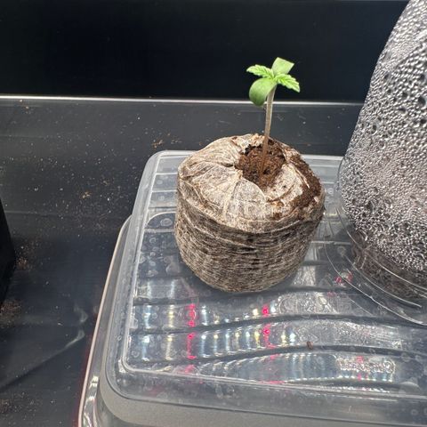 Sundae Driver growlog timeline photo