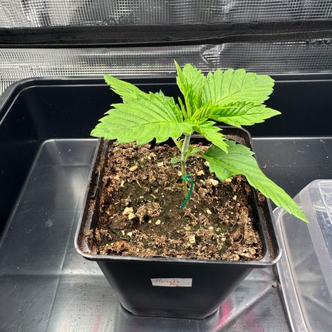 Punch Pie RQS growlog timeline photo