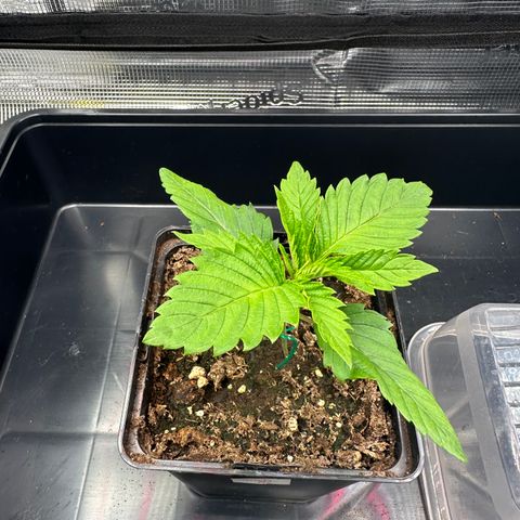 Punch Pie RQS growlog timeline photo