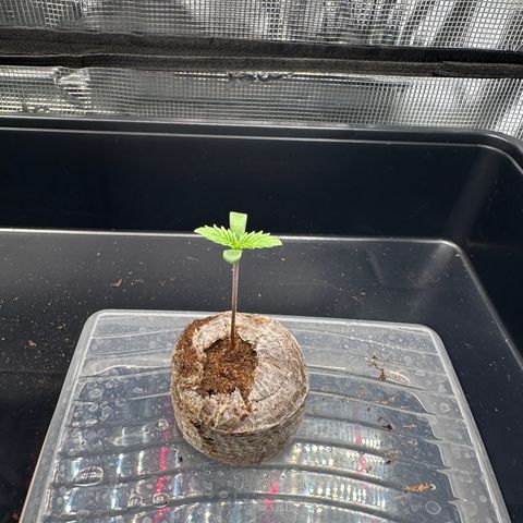 Sundae Driver growlog timeline photo