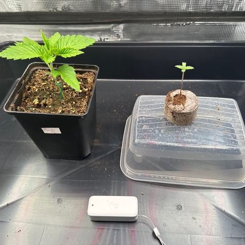 Sundae Driver growlog timeline photo