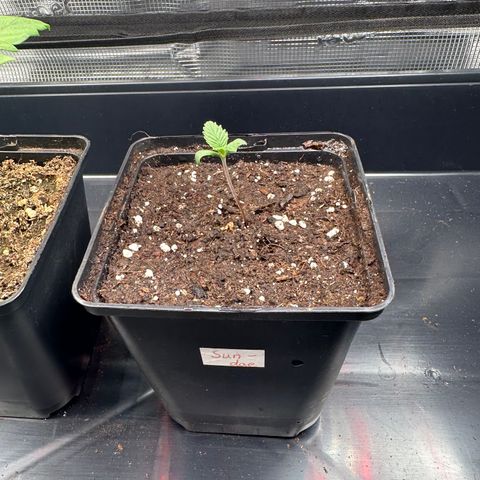 Sundae Driver growlog photo: Erde: BioBizz All Mix 
Den Jiffy in den 750ml Topf gesetzt und gewässert (100-150ml) um den feuchten Jiffy gegossen 