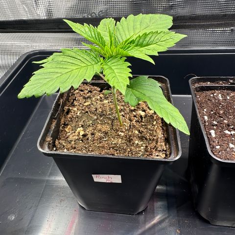 Punch Pie RQS growlog timeline photo